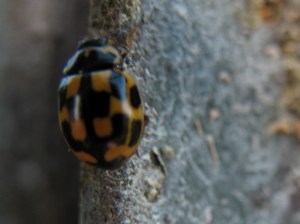 checkerboard ladybug