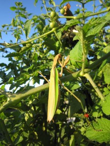 mantis in tomato