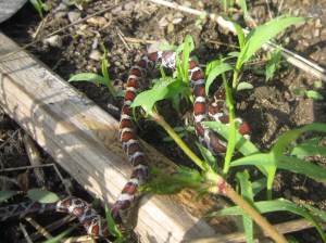 milk snake juv