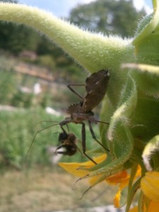 Wheel bug feasting on a bumblebee.