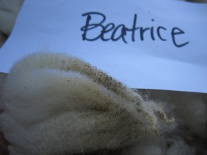 Beatrice-crimp