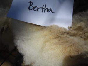 Bertha-crimp