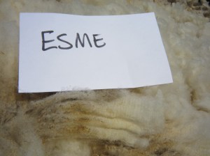 Esme-crimp