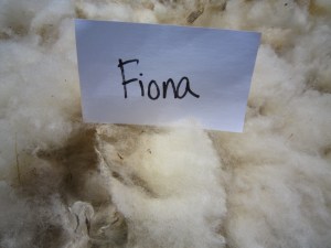 Fiona-crimp