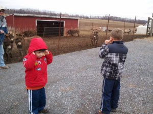 Those donkeys were loud! :)