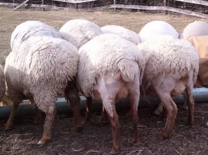 crutched ewes
