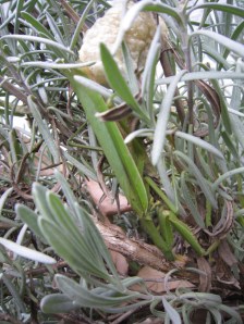 Praying Mantis laying Egg in Lavender