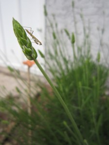 Praying Mantis on Lavender Bud
