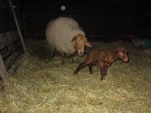 Abigail and ewe lamb abigail lamb