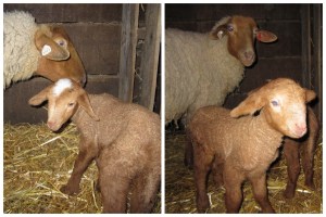 Annie and her Twins (ewe - r, ram - l) Annie twins