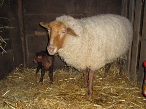 Erin and Ewe Lamb Erin lamb