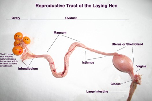 hen reproductive tract