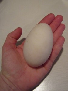 double yolk duck egg