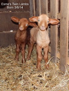 Esme's Lambs