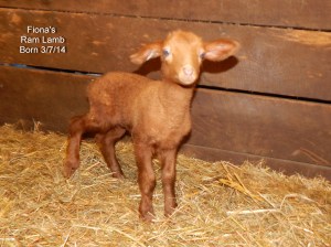 Fiona's Lamb