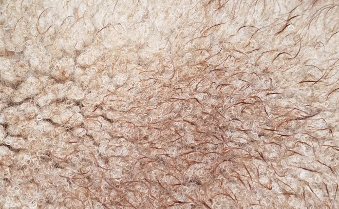 lambswool2