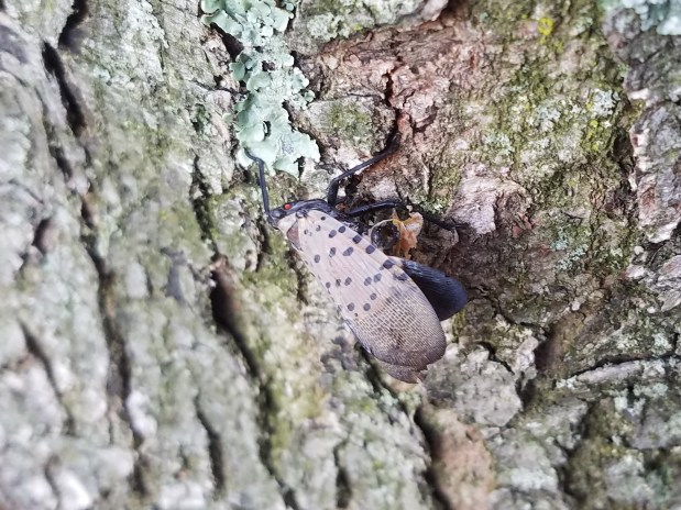 Spotted Lanternfly Invasion … Can We Control&nbsp;It?